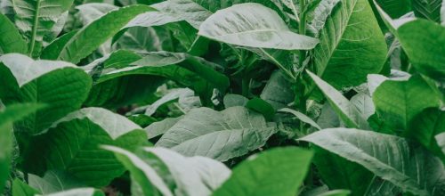 elbert-lora-hCK_0j5B4kE-unsplash elbert-lora-hCK_0j5B4kE-unsplash